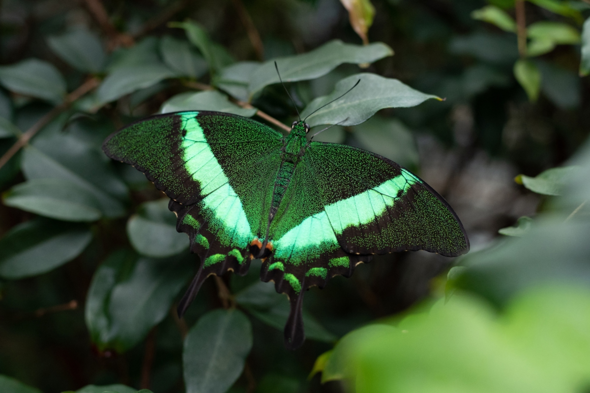 Queen Butterfly