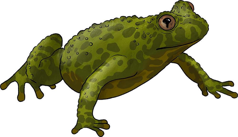 Kröte Kröte