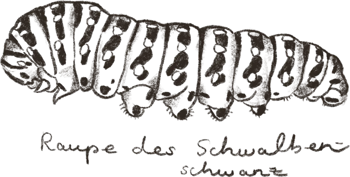 Illustration: Raupe Illustration: Raupe