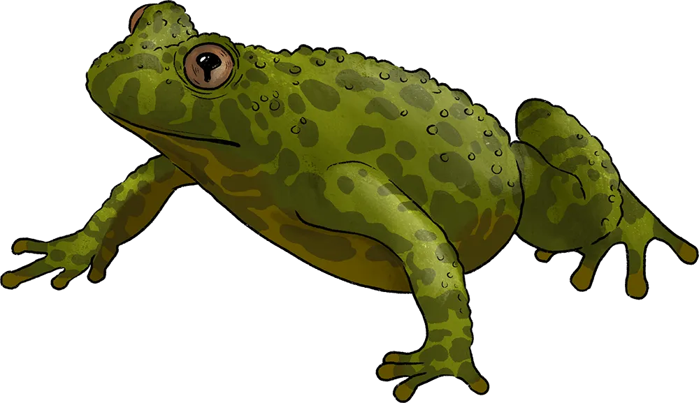 Illustration: Kröte Illustration: Kröte