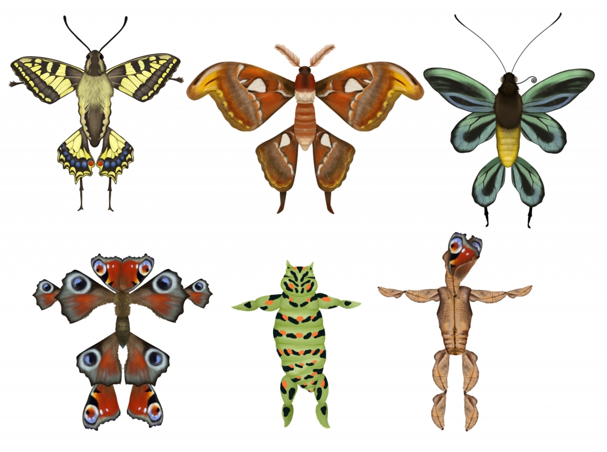 Schmetterlings-Figuren Schmetterlings-Figuren