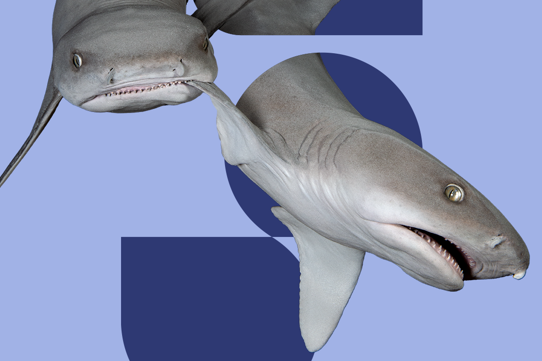 Ausschnitt Startscreen