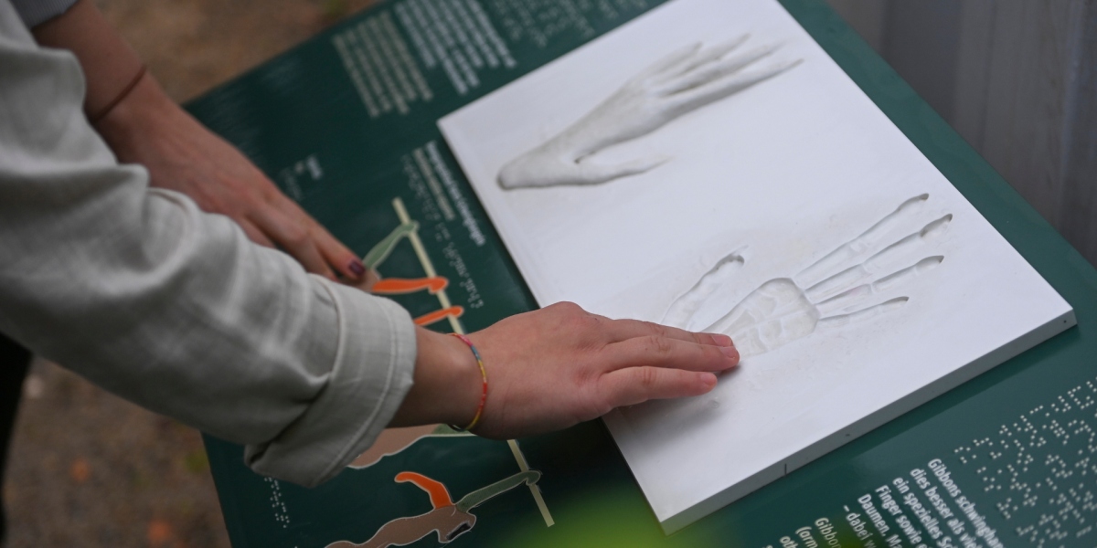 Touch model Gibbon hand Touch model Gibbon hand