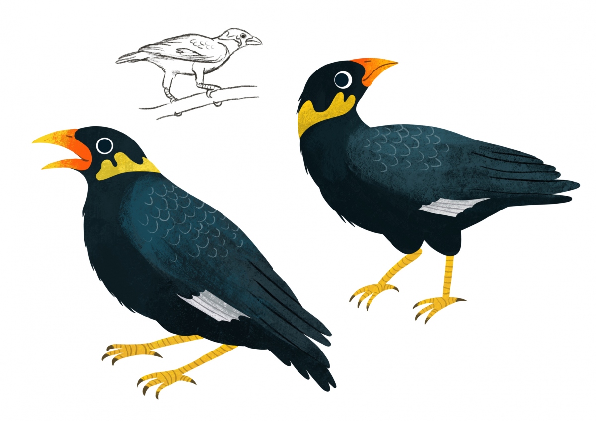 Illustration